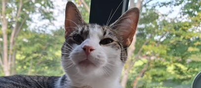 tasha